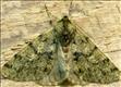 1926 (70.247) Pale Brindled Beauty